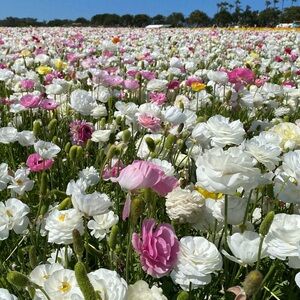 Meet your Posher, Daniela